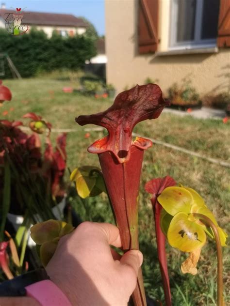 Sarracenia X Alucard Select Mike Wang Carnivores Zone