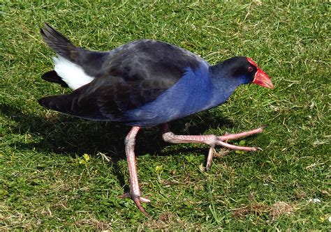 The Pukeko Swamp Hen The Pūkeko Is Probably One Of The M… Flickr