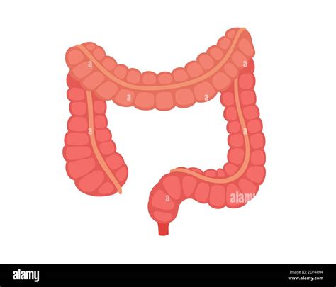 Human Anatomy Organ Large Intestine Colon Ascending Transverse