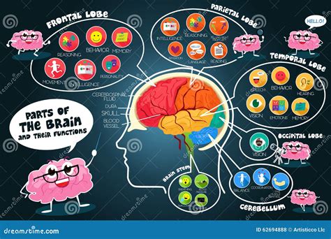 Peças De Infographic E Funções Do Cérebro Ilustração do Vetor