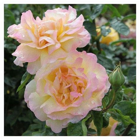 The Garden Of Flora On Instagram A Mesmerizing Smell Rosa “peace” Hybrid Tea Rose ~ Part Of