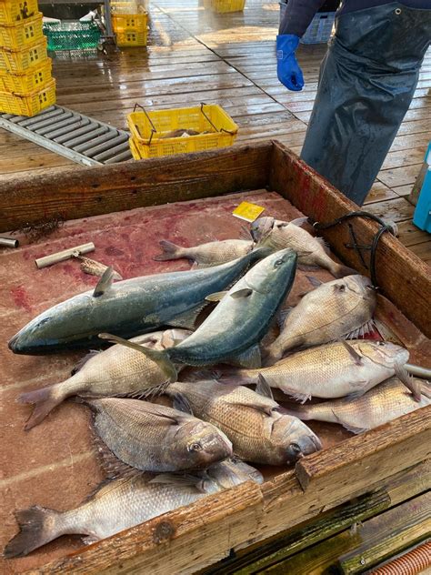 本物のクエ釣れています！！！ 釣り堀 海恵 専務