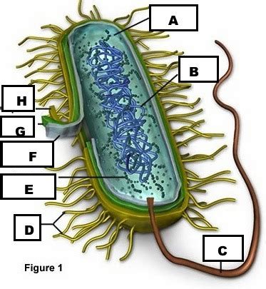 Unit 1 Intro To Microbiology Flashcards Quizlet