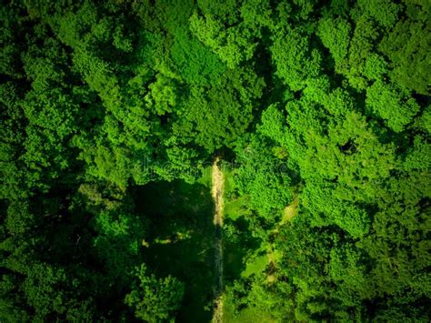 Aerial View Of A Dense Forest Canopy With Tall Trees And Lush Greenery