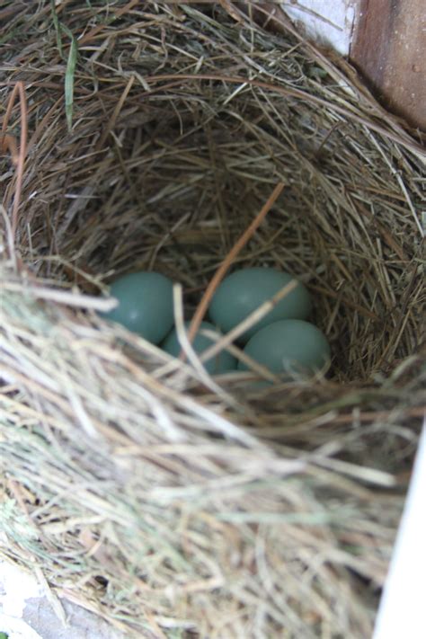 Western Bluebird Eggs - El Dorado Regional Park | Bluebird eggs, Blue bird, Eggs