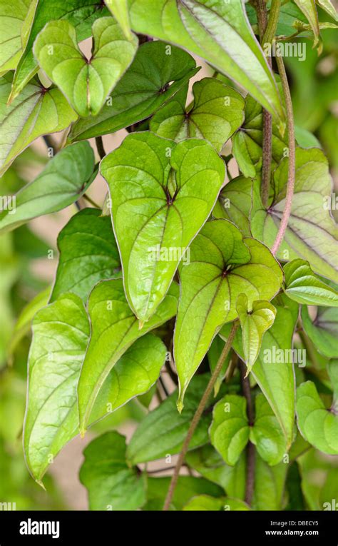 Yam (Dioscorea japonica Stock Photo - Alamy