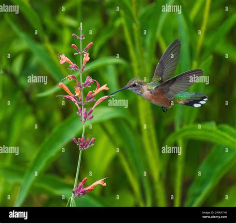 Un Colibrí Hembra De Cola Ancha Con Hermosos Colores De Plumas Se