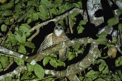 Spesies Burung Hantu Ini Jadi Pahlawan Petani