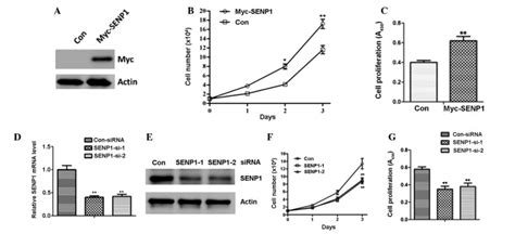 Small Ubiquitin Related Modifier Specific Protease Senp Regulates