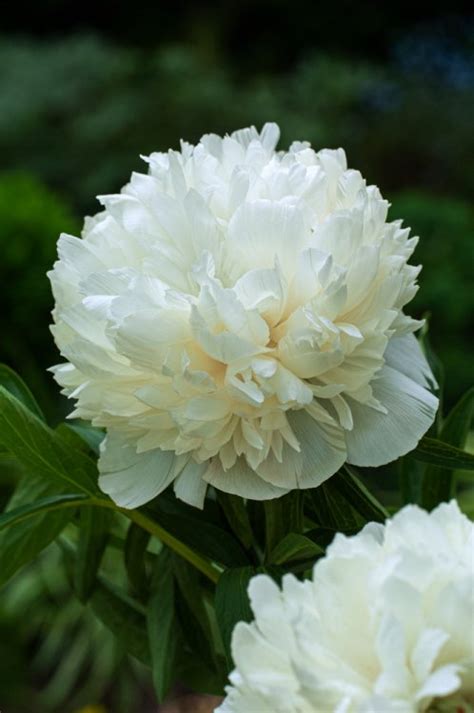 Paeonia Officinalis Alba Plena P11 Cm