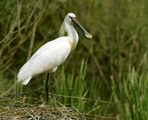 Birding Czech Republic Etours Travel