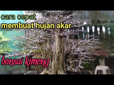 Cara Cepat Membuat Akar Gantung Bonsai Kimeng Youtube