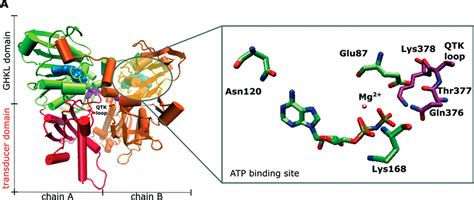 Atp Hydrolysis Animation