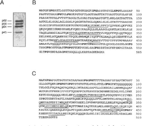 Figure From Molecular And Functional Characterization Of The P