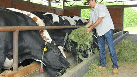 Alimentación de Ganado y Aves con Residuos Agrícolas Una Alternativa