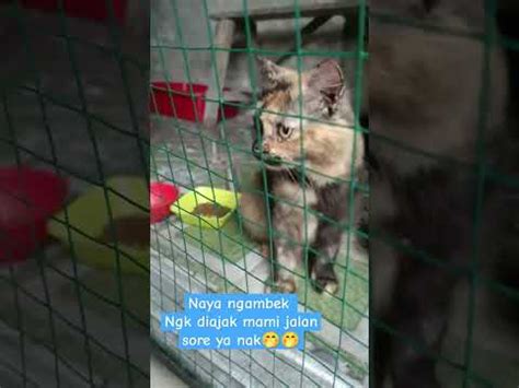 Habis Jalan Sore Mami Lihat Naya Dulu Yg Lagi Ngambek Sampai Dicuekin