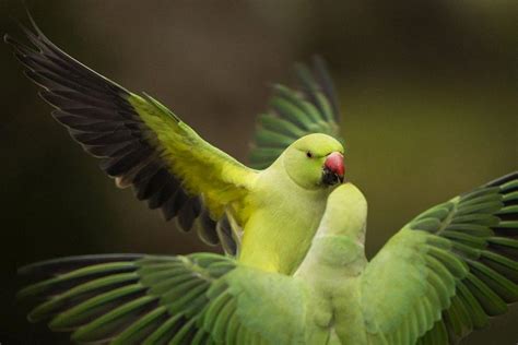 The Growing Presence of Parakeets in London - Save The Eagles