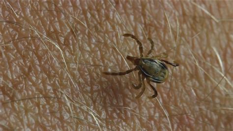 How To Keep Yourself Safe As Tick Season Begins