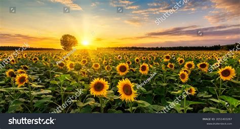 31,991 Sunflower With Sunrise Images, Stock Photos & Vectors | Shutterstock