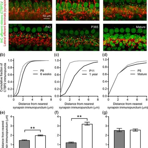 Comparison Of Afferent Development In Mice Gerbils Naked Mole Rats