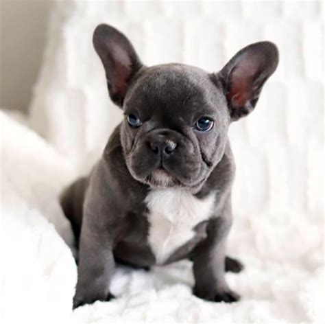 Cutest Frenchie French Bulldog Puppy In The World — Illustration