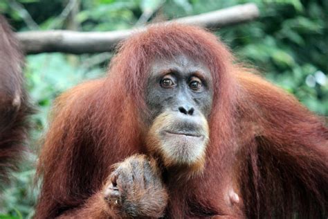 Endangered Orangutans