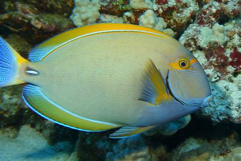 Flickriver: Searching for photos matching 'Surgeonfish'