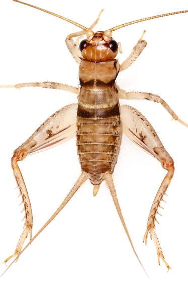 Female Nymph Tropical House Cricket Gryllodes Sigillatus