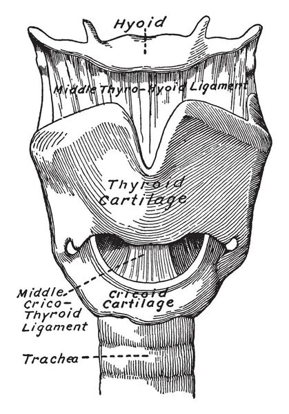 Illustration Represents Auditory Canal Tympanum Vintage Line Drawing Engraving Illustration