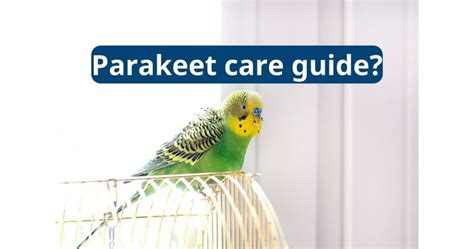 Parakeet Care Guide Featherland Bird Cage