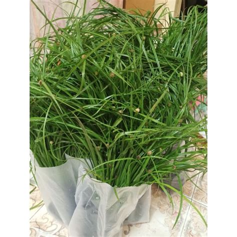 Rumput Helikopter Rumput Mata Lalat Rumput Kucing Shopee Malaysia