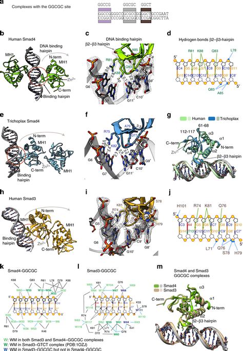 Smad4 And Smad3 MH1 Domains Bound To The GGCGC Site A Schematic