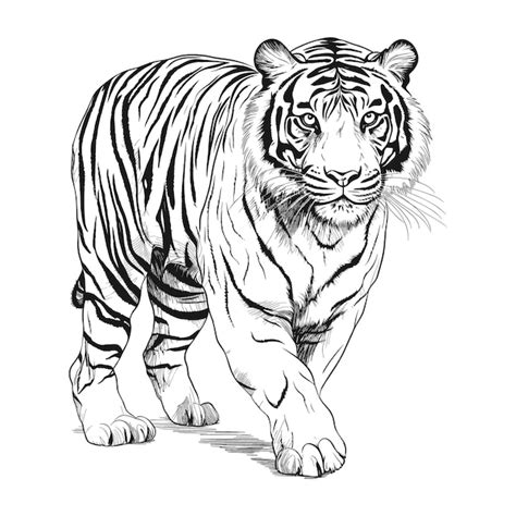 Premium Vector Tiger Hand Draw Sketch On White Background Vector