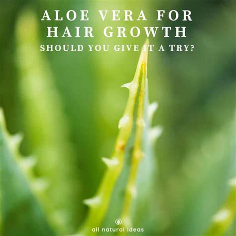 Aloe Vera for Hair Growth: Should you give it a try? | All Natural Ideas