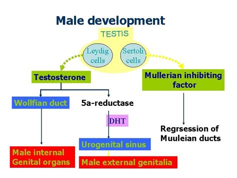 Intersex Defining Sex And Gender Identity Psychological Sex