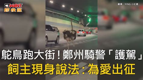 CTWANT 生活趣聞 鴕鳥跑大街鄭州騎警護駕 飼主現身說法為愛出征 YouTube