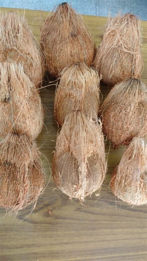 A Grade Pollachi Coconut Semi Husked Packaging Size Kg Coconut