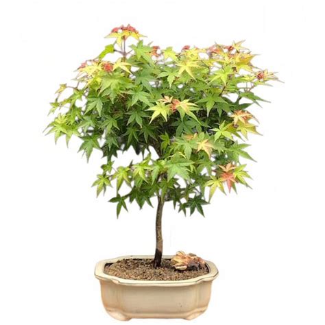 Dwarf Japanese Green Maple Bonsai Tree Acer Palmatum Dwarf Oriental