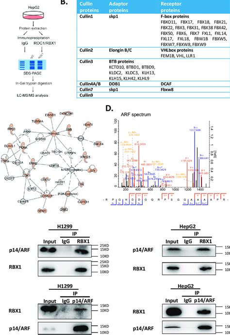 P14 ARF Is Identified As A Novel RBX1 Interacting Protein A A