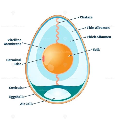 Egg Cell Labeled Diagram