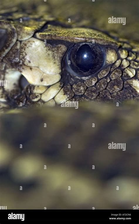 close up of eye of a rattlesnake Stock Photo - Alamy