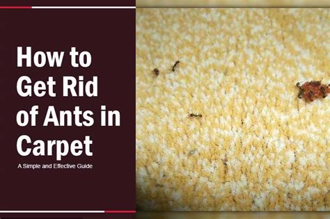 5 Ways Get Rid of Ants in Carpet: A Simple, Effective Guide