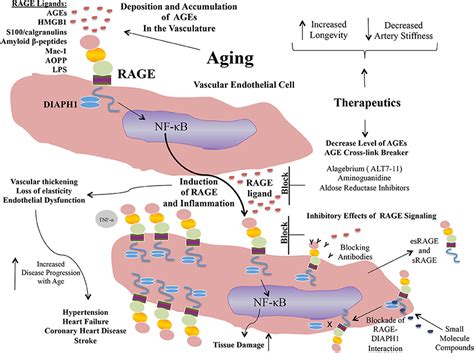 Age Rage Signaling Pathway