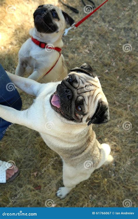 Funny Pug Dogs Royalty-Free Stock Photo | CartoonDealer.com #61766067