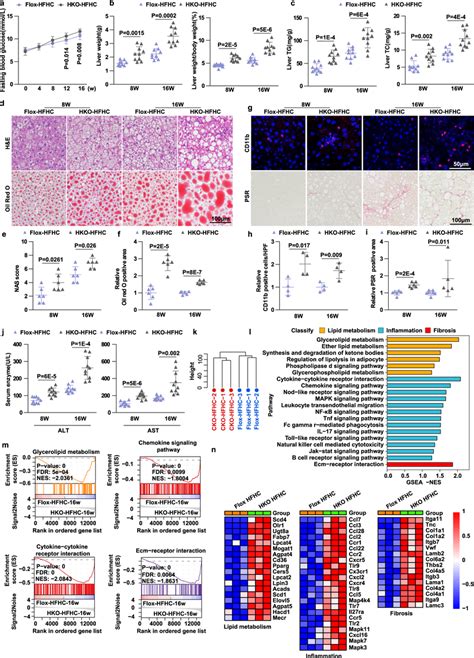 Laptm Hko Exacerbates Hfhc Induced Nash A Fasting Blood Glucose Of