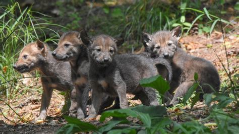 Red Wolf Pups