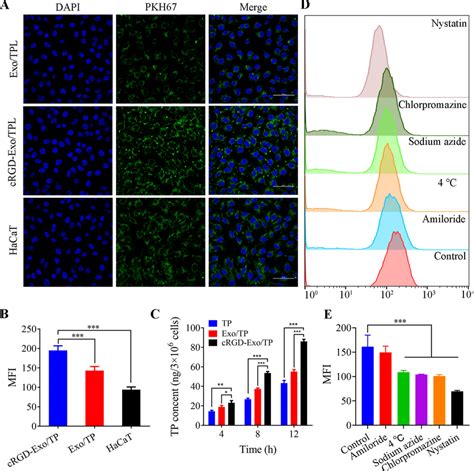 Cellular Uptake And Internalization Mechanisms Of CRGD Exo TP A CLSM