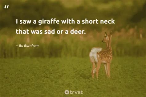 35 Deer Quotes About The Graceful Mammals With Antlers