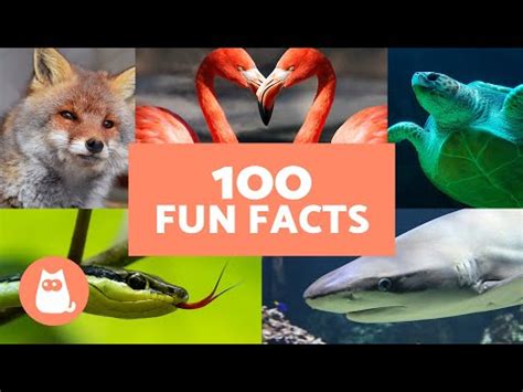 100 Wild Facts About Wild Animals 🦊🐸 Do You Know Your Animal Facts ...