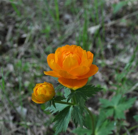 The Scarlet Flower Free Stock Photo - Public Domain Pictures